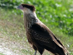 Immature Crested Caracara (photo by Chuck Tague)