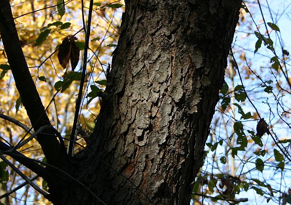 dark winter tree