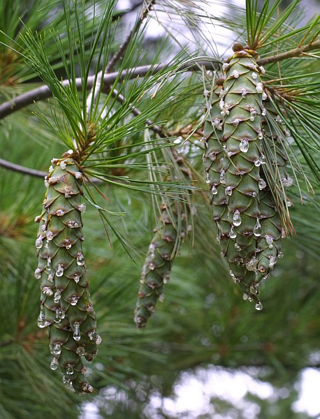 Male White Pine Cones Opening Up & Releasing Pollen