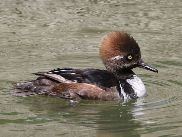 Juvenile male hooded merganser in April (photo by Dick Daniels via Wikimedia Commons)