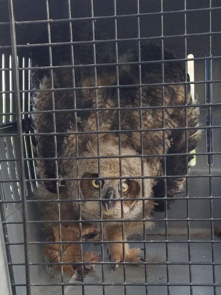Great horned owl fledgling rescued at Schenley Park by PGC, 29 March 2016 (photo by Kevin Wilford)