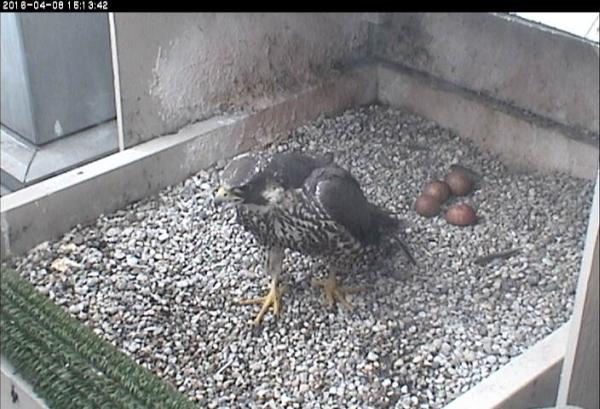 Juvenile unbanded female at Pitt peregrine nest, pausing before she leaves (photo from National Aviary falconcam at Univ of Pittsburgh)