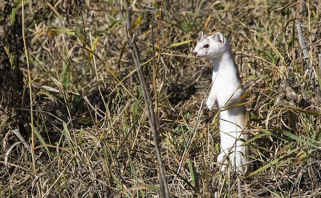 Long-tailed weasel, Calgary, Alberta, 30 Oct 2016 (photo by Dan Arndt)