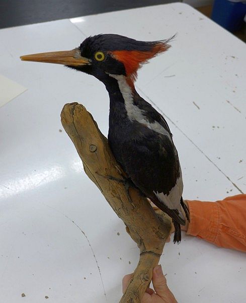 Ivory-billed Woodpecker specimen, Carnegie Museum of Natural History (photo by Kate St.John)