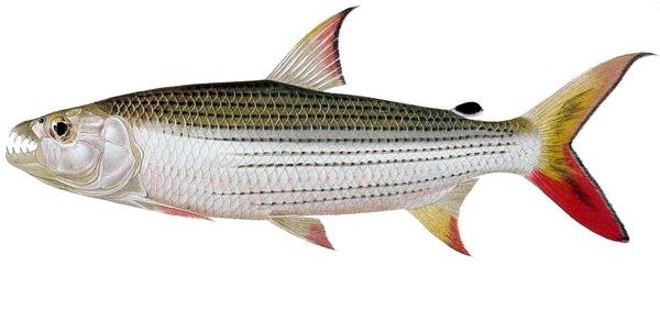 Goliath Tigerfish - Fishing Planet Wiki