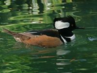 Hooded Merganser, male (photo by Chuck Tague)