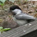 Black-capped Chickadee with nesting material (photo by Marcy Cunkelman)
