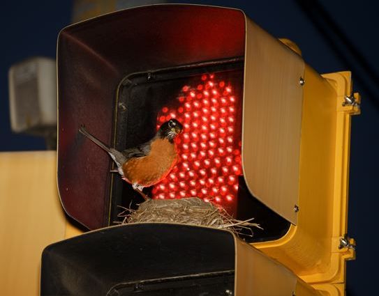 American Robin nesting on traffic signal (photo by Sam Leinhardt)