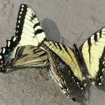 Eastern Tiger Swallowtails, puddling (photo by Dianne Machesney)