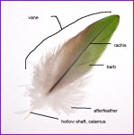 Anatomy: Parts of a Feather | Outside My Window