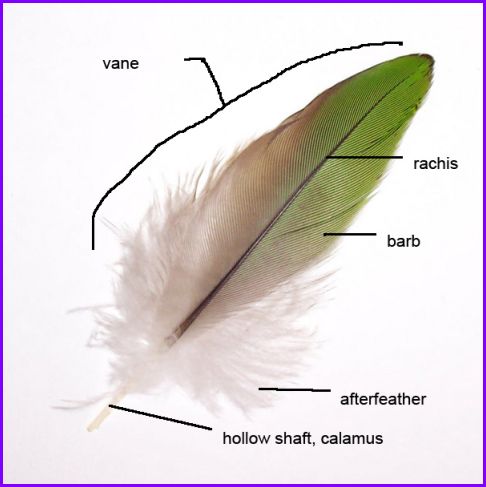 Feather Follicle Anatomy