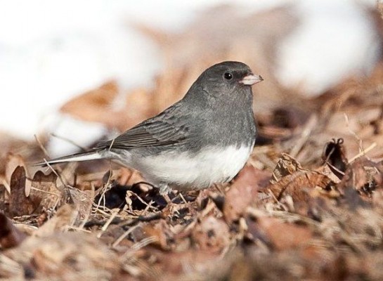 when-will-the-first-junco-arrive-outside-my-window