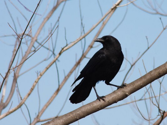 The Crows Know | Outside My Window