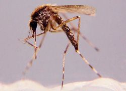 Saltmarsh mosquito (image from COJ)