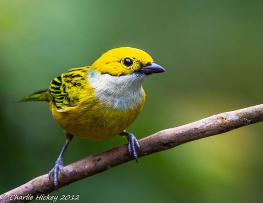 Silver-throated Tanager | Outside My Window