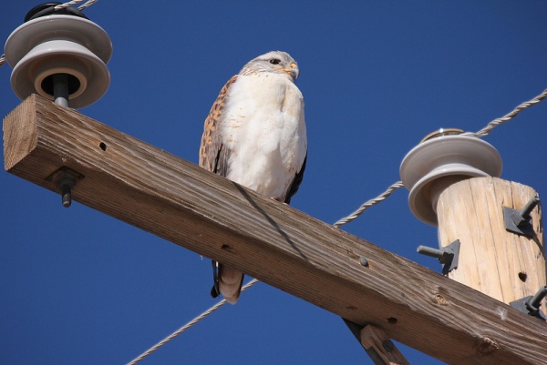 Ferruginous hawk (photo by Steve Valasek)