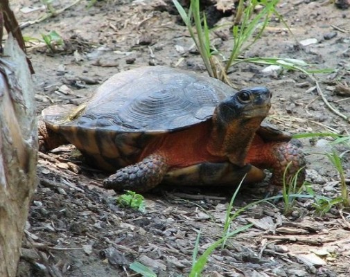 The Value of Species | Outside My Window