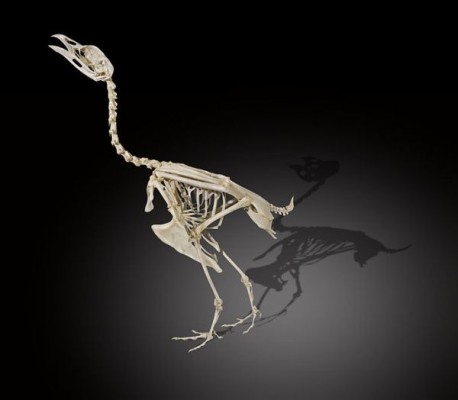 bird dinosaur skeleton