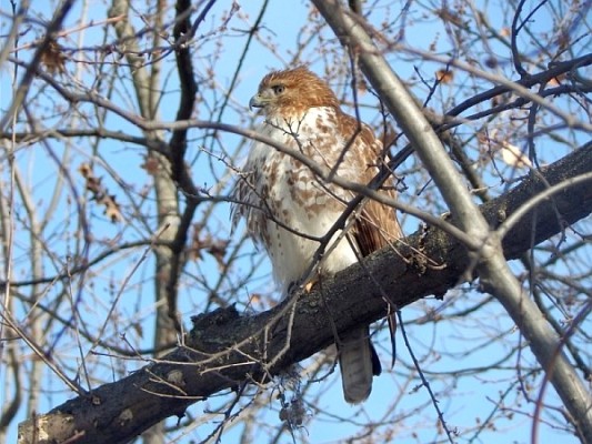 Aging Red Tails | Outside My Window