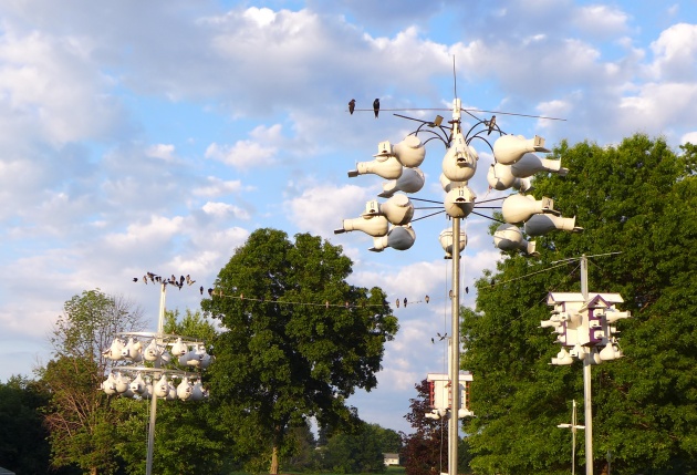 Purple martin houses at Bob Allnock's (photo by Kate St. John)