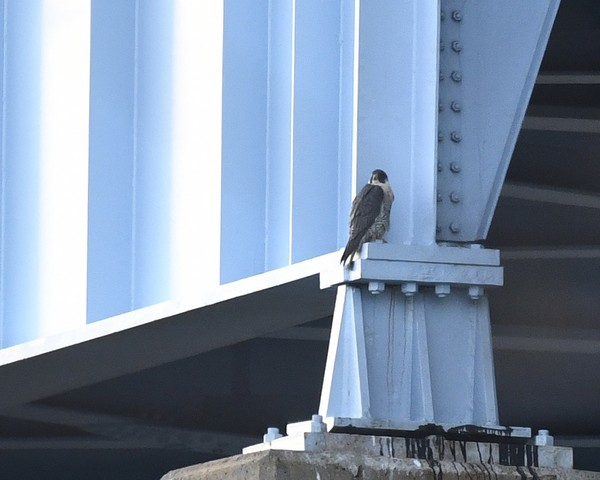 Peregrine falcon at the Graff Bridge, Kittanning, 29 Mar 2017 (photo by Anthony Bruno)