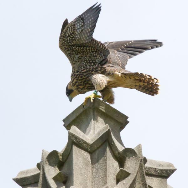 Juvenile female peregrine, 08/BR, at Heinz Chapel, 8 June 2017 (photo by Peter Bell)