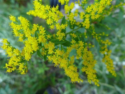 Variety of Goldenrods | Outside My Window