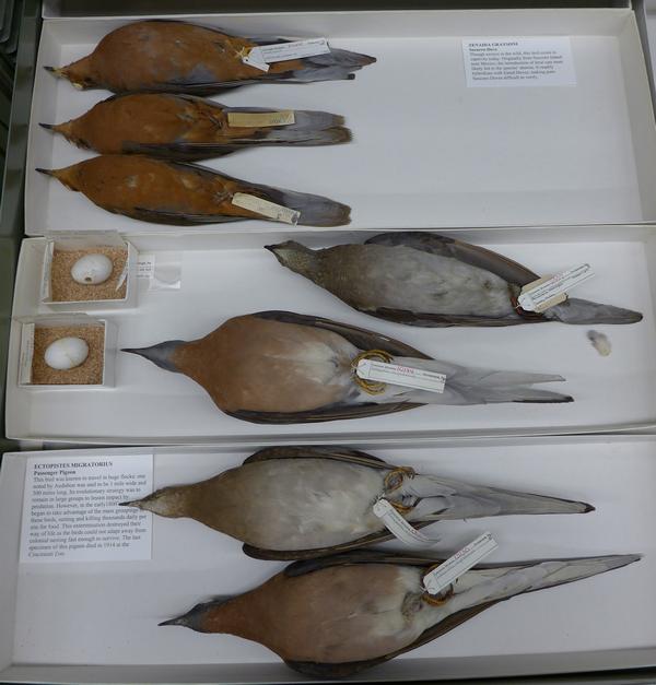 Passenger pigeon specimens at Carnegie Museum of Natural History, 2016 (photo by Kate St. John)