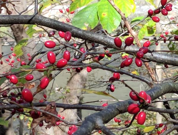 Profusion of spicebush berries, Laurel Highlands, Oct 2017 (photo by Kate St.John)