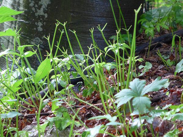 Jewelweed eaten by deer in July, Schenley Park (photo by Kate St.John)