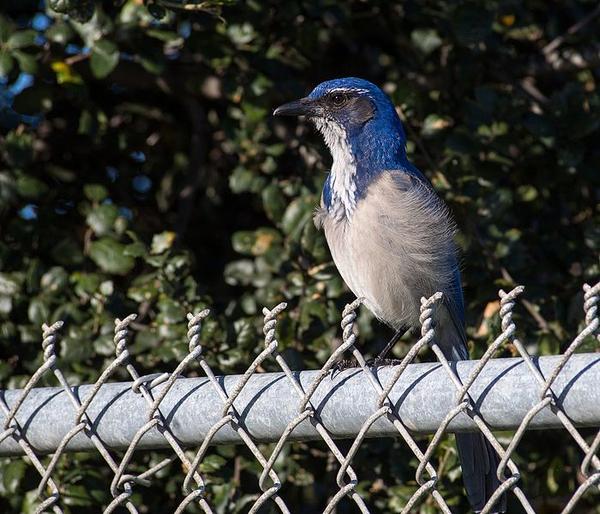 California scrub jay (photo from Wikimedia Commons)