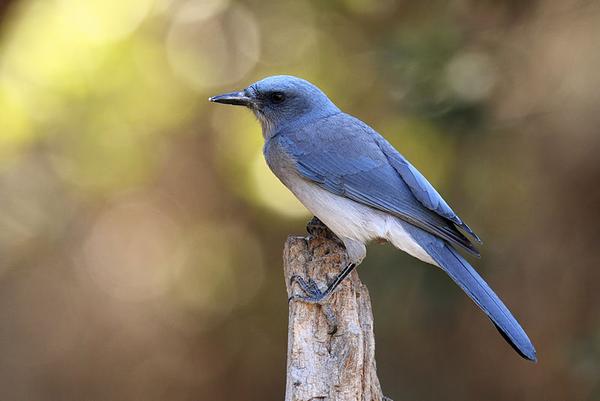 Mexican jay in Madera Canyon, Arizona (photo by Alan Vernon via Wikimedia Commons)