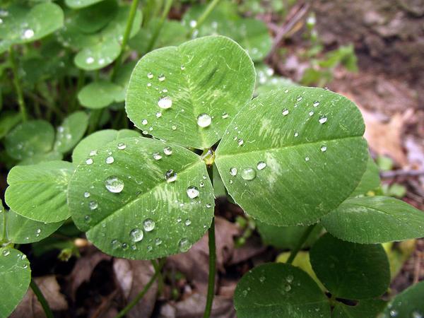 White clover leaf, Trifolium repens (photo from Wikimedia Commons)