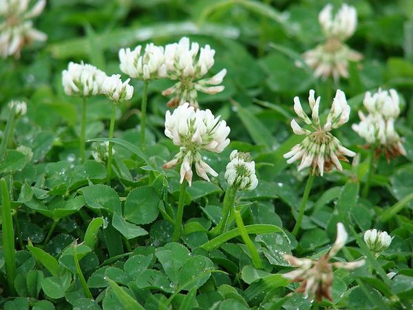 White clover in flower (photo from Wikimedia Commons)