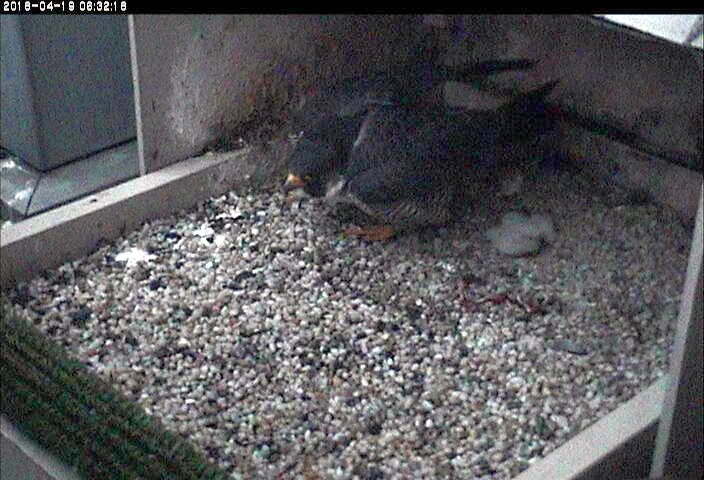 Hope and two chicks, 6:34am 19 April 2018