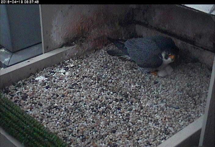 Terzo arrives to brood 2 chicks, 19 April 2018, 6:37a (photo from the National Aviary falconcam at Univ of Pittsburgh)