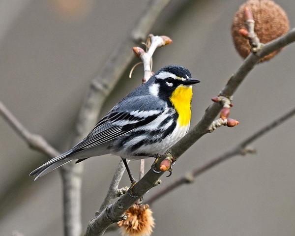 Yellow-throated warbler (photo by Anthony Bruno)
