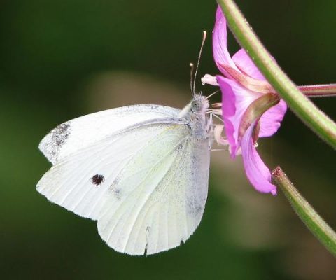 First Cabbage Whites | Outside My Window