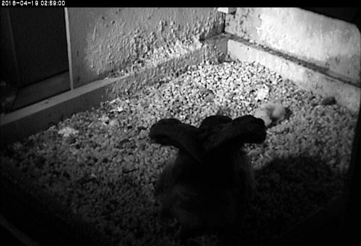 Hope and 2 chicks at 3am, 19 April 2018 (photo from the National Aviary falconcam at Univ of Pittsburgh)