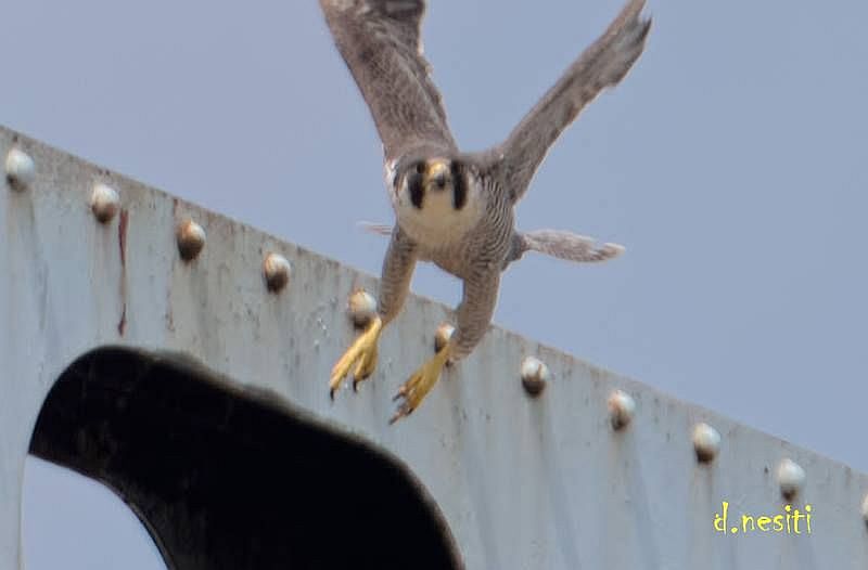 Unbanded adult peregrine at Elizabeth Bridge, 12 May 2018 (photo by Dana Nesiti)