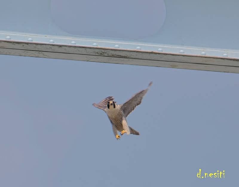 Free fall! Peregrine at Elizabeth Bridge, 13 May 2018 (photo by Dana Nesiti)