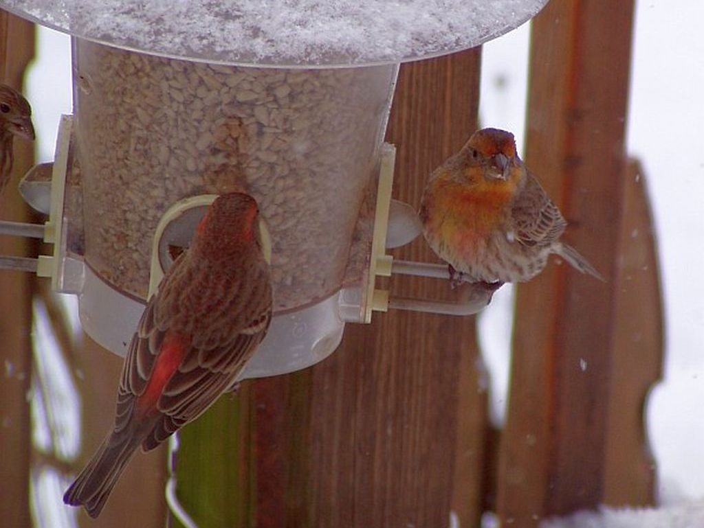 Orange House Finch | Outside My Window