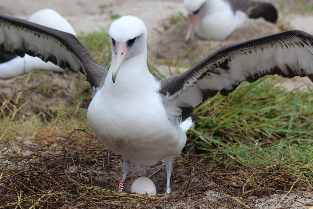 The Largest Albatross Colony On Earth Outside My Window