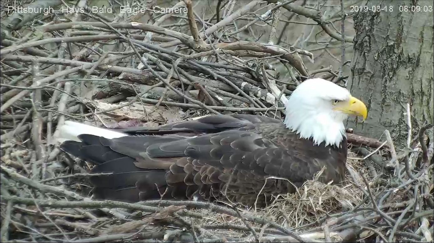 Hays Bald Eagle Nest Watch | Outside My Window