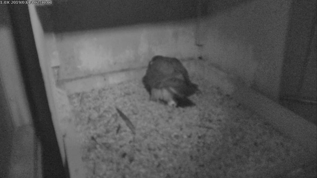 Second Peregrine Egg at Pitt | Outside My Window