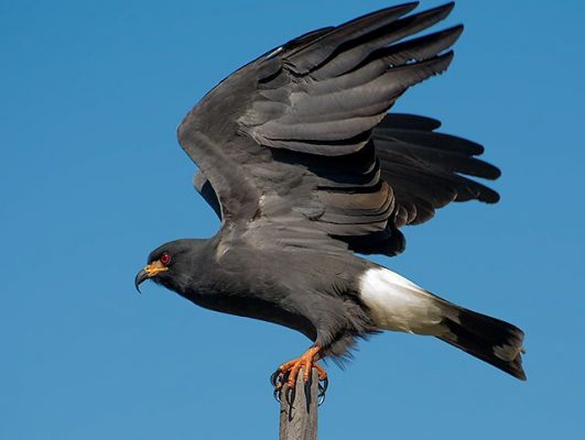 Crows With Red Beaks? | Outside My Window