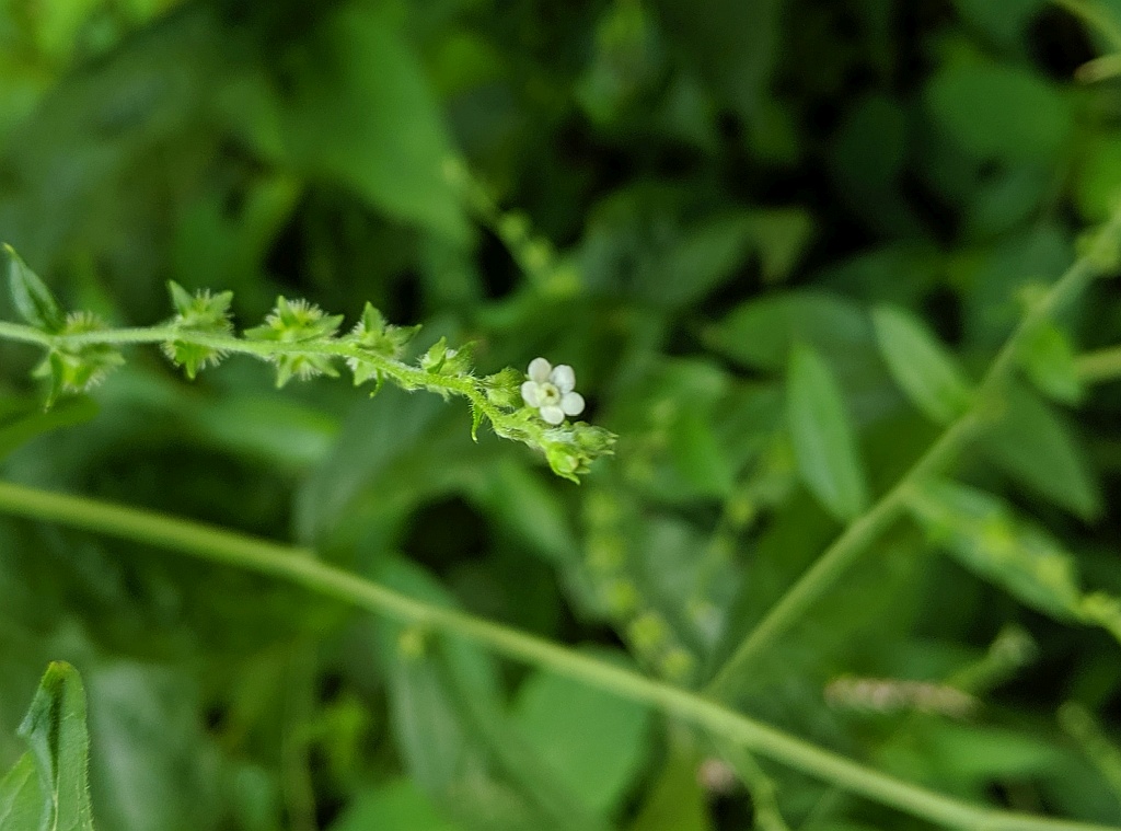 Aggravating: Virginia Stickseed | Outside My Window