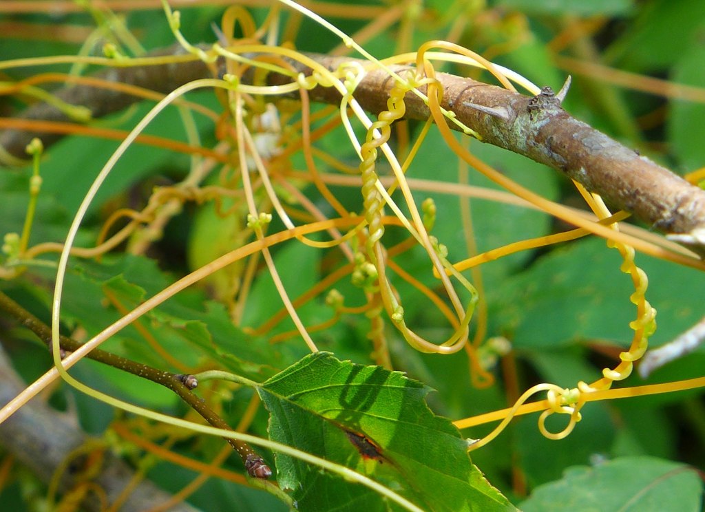 Dodder | Outside My Window