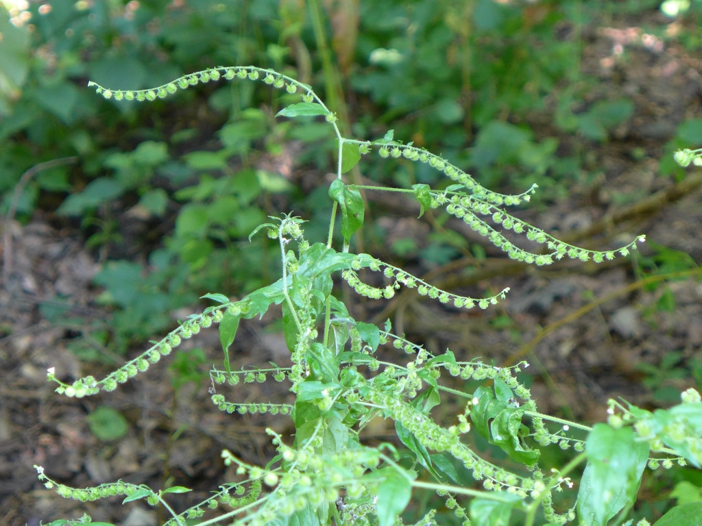 Aggravating: Virginia Stickseed | Outside My Window