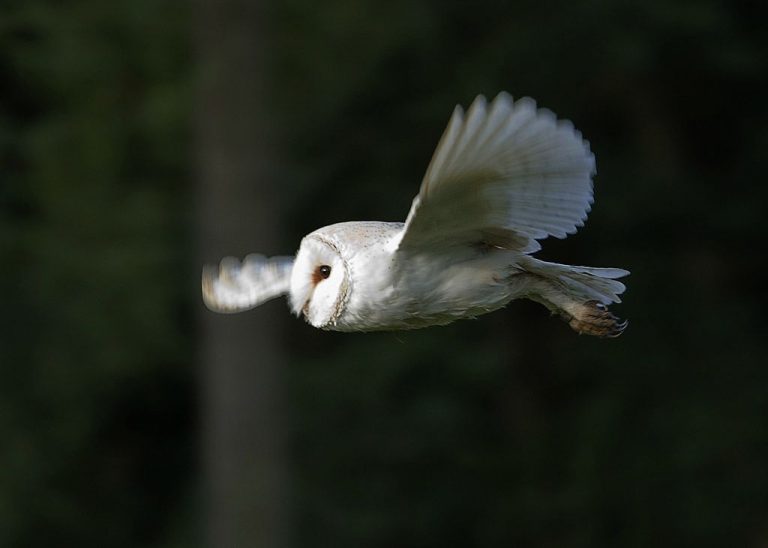 White Barn Owls Stun In Moonlight Outside My Window